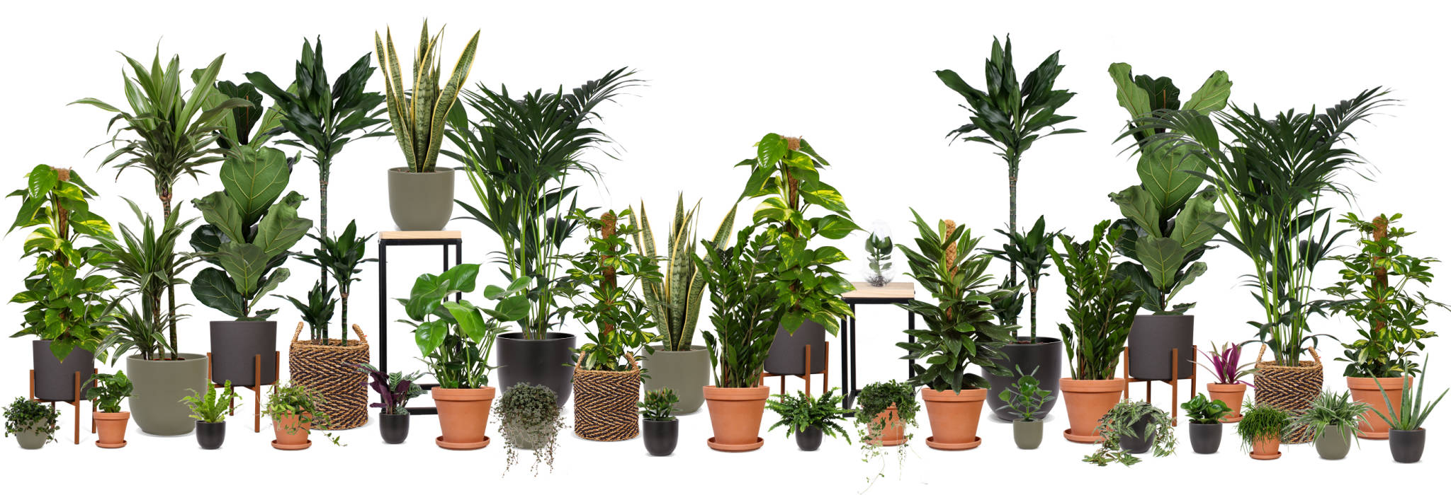 Afstijlpakket Botanic L