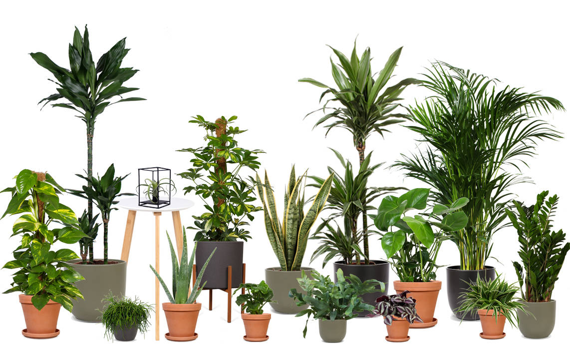 Afstijlpakket Botanic M